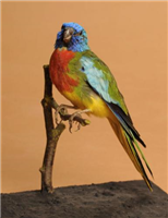 Splendid grass parakeet (Neophema splendida). This is an adult female splendid grass parakeet. It was imported as a pet from Queensland, Australia and died in captivity in 1977.